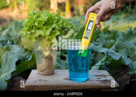 Measure liquid fertilizer in a cup with a digital PH meter neutral display at Lettuce plants background Stock Photo