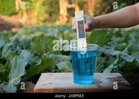 Measure liquid fertilizer in a cup with a digital EC TDS meter at Lettuce plants background Stock Photo