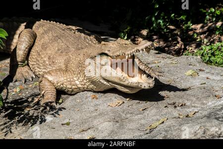Albino Crocodile Stock Photo