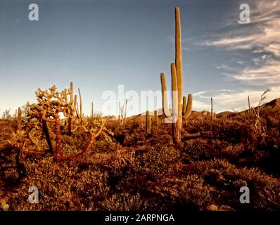 Saguaro Cactus  in Arizona Desert USA Stock Photo