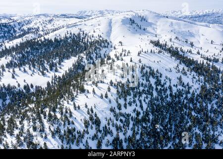 An aerial view of a Trees in the forest and mountains with covered snow Stock Photo