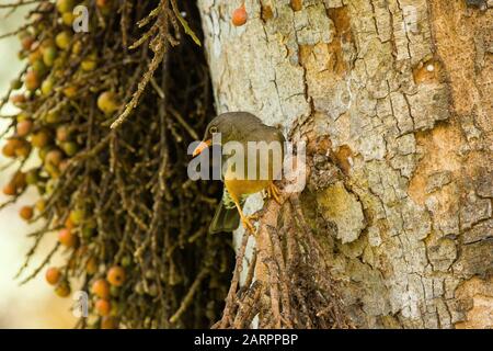 Abyssinian thrush (Turdus abyssinicus) adult, sitting in tree, Ethiopia ...