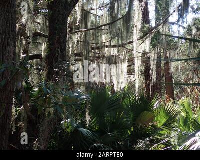 Woods with Spanish moss hanging from the trees. Stock Photo