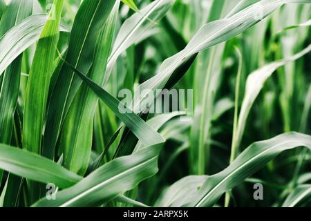Sorghum × drummondii or sudan grass plantation, cultivated crop field Stock Photo