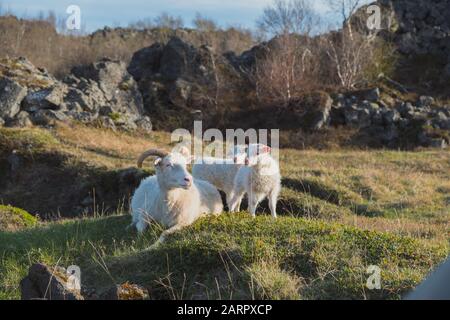 Icelandic sheep and lamb on a grassy knoll near Iceland's northern coast