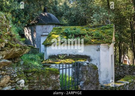 Fern and moss growing on roof of tomb at cemetery in village of Canari, Cap Corse, Haute-Corse, Corsica, France Stock Photo