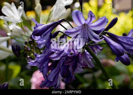 African lily, also called lily of the Nile (Agapanthus africanus). Stock Photo