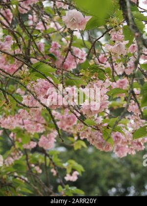 some pink cherry blossom flowers on a prunus tree in the Spring Stock Photo