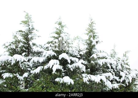 snow covered pine tree branches against winter white sky Stock Photo