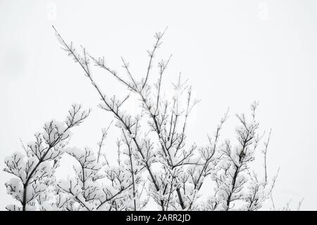snow covered pine tree branches against winter white sky Stock Photo