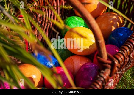 Close-up of Easter eggs in various colors in wicker basket on sunny April morning (springtime). Egg hunt German Easter season holiday tradition. Stock Photo