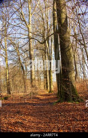 Forest path in the Sababurg primeval forest with numerous beeches Stock Photo
