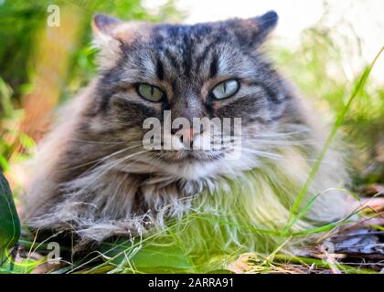 Close-up cat portrait of a female Norwegian forest cat with hairy shaggy long-haired mackerel tabby fur, lying down in a garden. Stock Photo