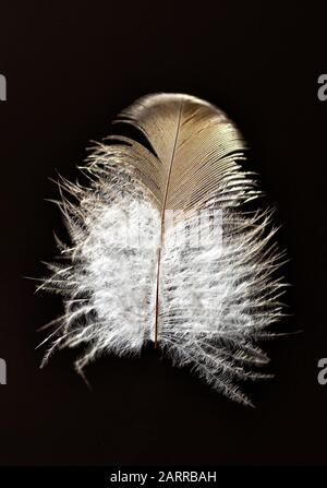 Colorful feather of bird isolated on a black background. Close up. Stock Photo