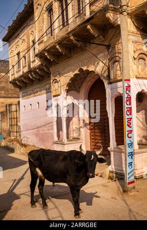 India, Rajasthan, Shekhawati, Nawalgarh, cow in road outside Haveli doorway Stock Photo