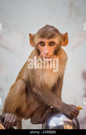 Monkeys at Holi festival in Vrindavan, India Stock Photo - Alamy