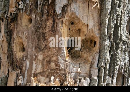 close up of a large woodpecker hole in tree trunk Stock Photo