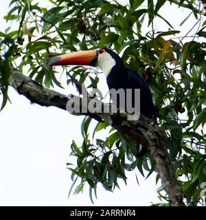 Toucan in the Brazilian forest. Photographed in Espirito Santo State, Brazil. Stock Photo