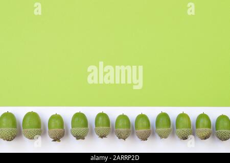 green acorns in a row on green and white background with copy space above Stock Photo