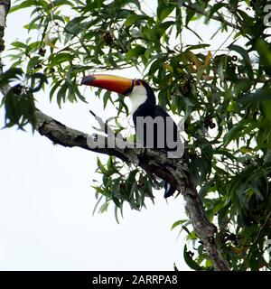 Toucan in the Brazilian forest. Photographed in Espirito Santo State, Brazil. Stock Photo