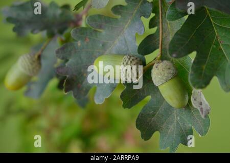 green acorns with oak leaves on branches close up in front of blurry other leaves at the oak tree Stock Photo