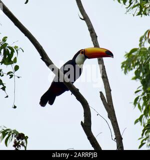 Toucan in the Brazilian forest. Photographed in Espirito Santo State, Brazil. Stock Photo