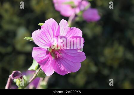 Lavatera x clementii 'Rosea' tree mallow bright pink flower Stock Photo