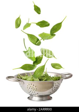 Colander with falling spinach on white background Stock Photo