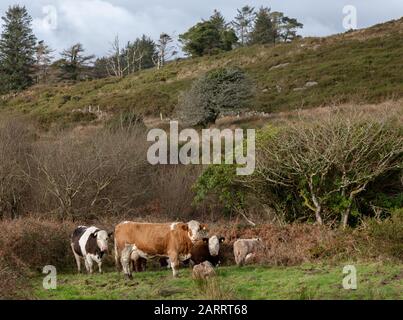 Mealach Valley, Bantry, Cork, Ireland. 29th January, 2020. Cattle grasing on land in the Mealach Valley, Bantry, Co. Cork, Ireland. Credit; David Cree Stock Photo