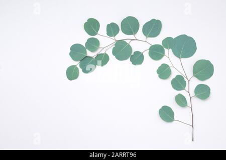 Eucalyptus frame made of eucalyptus branches on white background. Flat lay, top view. copy space Stock Photo