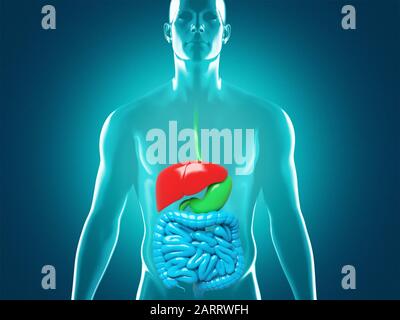 Human digestive system anatomy, 3D rendering illustration Stock Photo