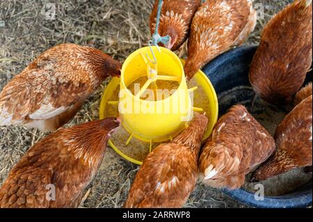 Flock of Hens eating rice bran on yellow tray in chicken coop Stock Photo