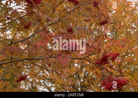 Autumn Foliage and Red Berries of an American Mountain Ash Tree (Sorbus americana) in a Woodland Garden Stock Photo