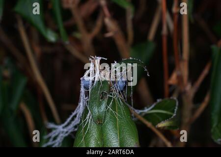 Spiders in the garden in Germany with net and taken as macro in best quality Stock Photo