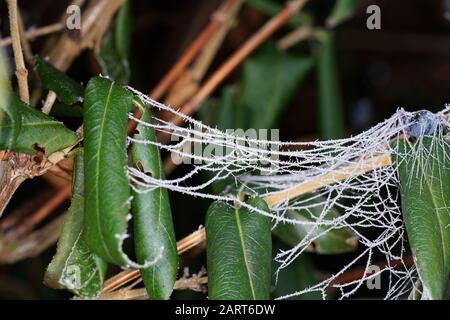 Spiders in the garden in Germany with net and taken as macro in best quality Stock Photo