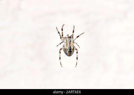 Spiders in the garden in Germany with net and taken as macro in best quality Stock Photo