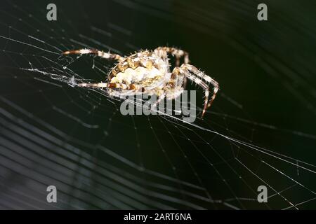 Spiders in the garden in Germany with net and taken as macro in best quality Stock Photo