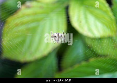 Spiders in the garden in Germany with net and taken as macro in best quality Stock Photo