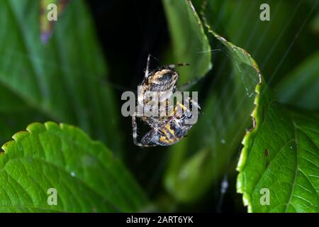 Spiders in the garden in Germany with net and taken as macro in best quality Stock Photo