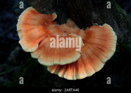 Orange Sulphur Polypore mushroom with water drops on top Stock Photo
