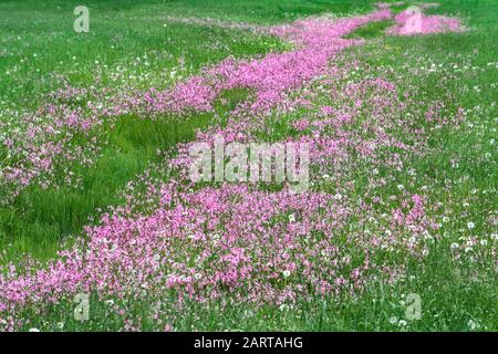 Green field filled with Ragged-Robin pink flowers Stock Photo