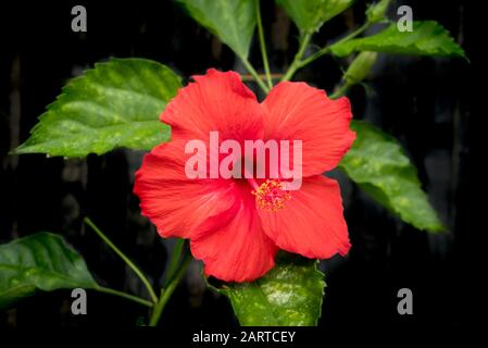 red hibiscus flower isolated, flower closeup - Stock Photo