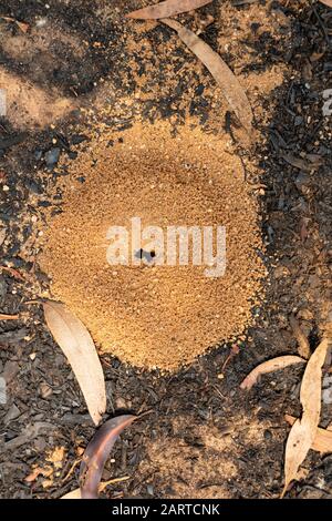 An ants nest on a dirt road after a bushfire in The Blue Mountains Stock Photo