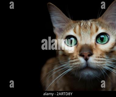 Bengal cat portrait Stock Photo