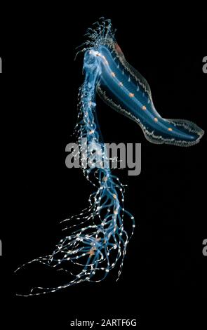 Larval cusk eel hi-res stock photography and images - Alamy