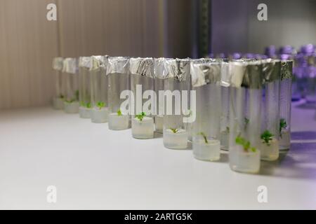 Cloned micro plants in test tubes with nutrient medium. Micropropagation technology in vitro. Stock Photo