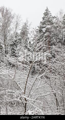 Many thin twigs covered with white snow. Beautiful winter snowy forest Stock Photo