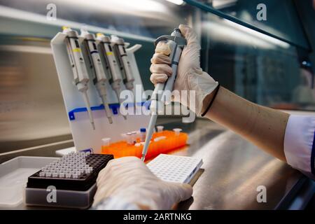 Scientist puts samples of DNA fragments for electrophoresis using pipette Stock Photo