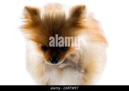 Pomeranian dog stands on white ground, light brown dog