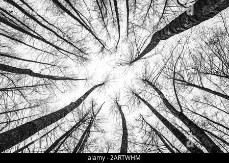 Winter tree tops viewed looking up. Black and white image of leafless trees. Treetops pattern. Bottom view trees. Forest abstract background. Stock Photo